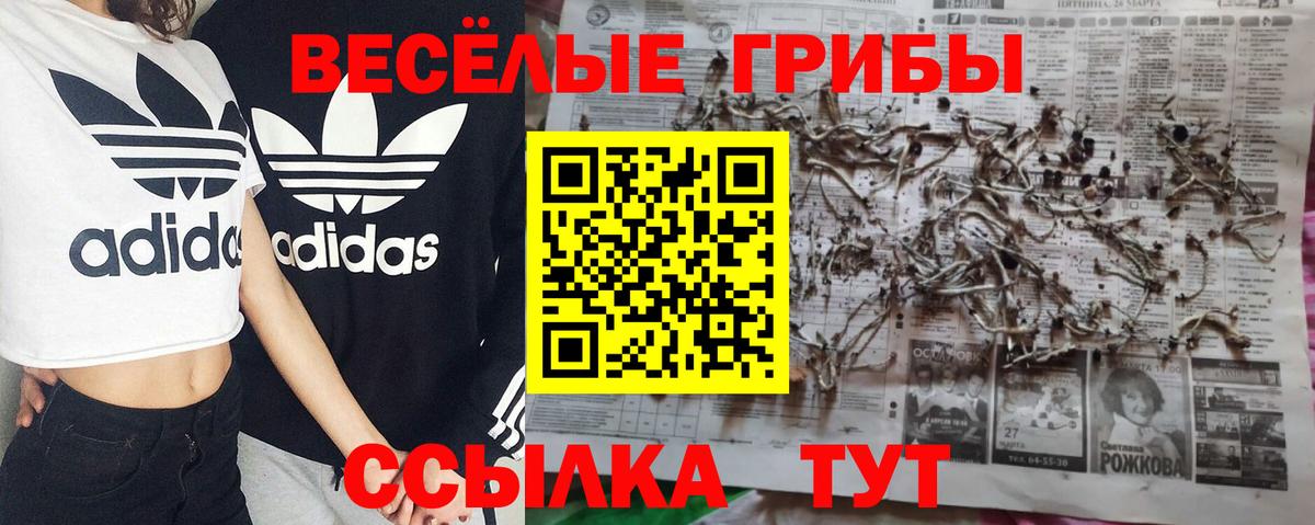Псилоцибиновые грибы Psilocybine cubensis Краснодар